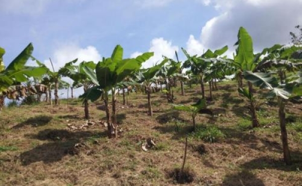 Agricultural Property At Marigot (Captain Bruce)